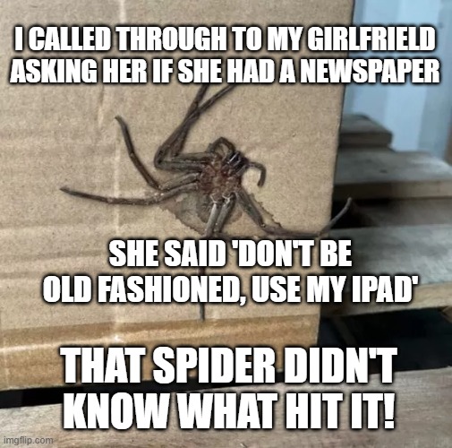 dead spider | I CALLED THROUGH TO MY GIRLFRIELD ASKING HER IF SHE HAD A NEWSPAPER; SHE SAID 'DON'T BE OLD FASHIONED, USE MY IPAD'; THAT SPIDER DIDN'T KNOW WHAT HIT IT! | made w/ Imgflip meme maker