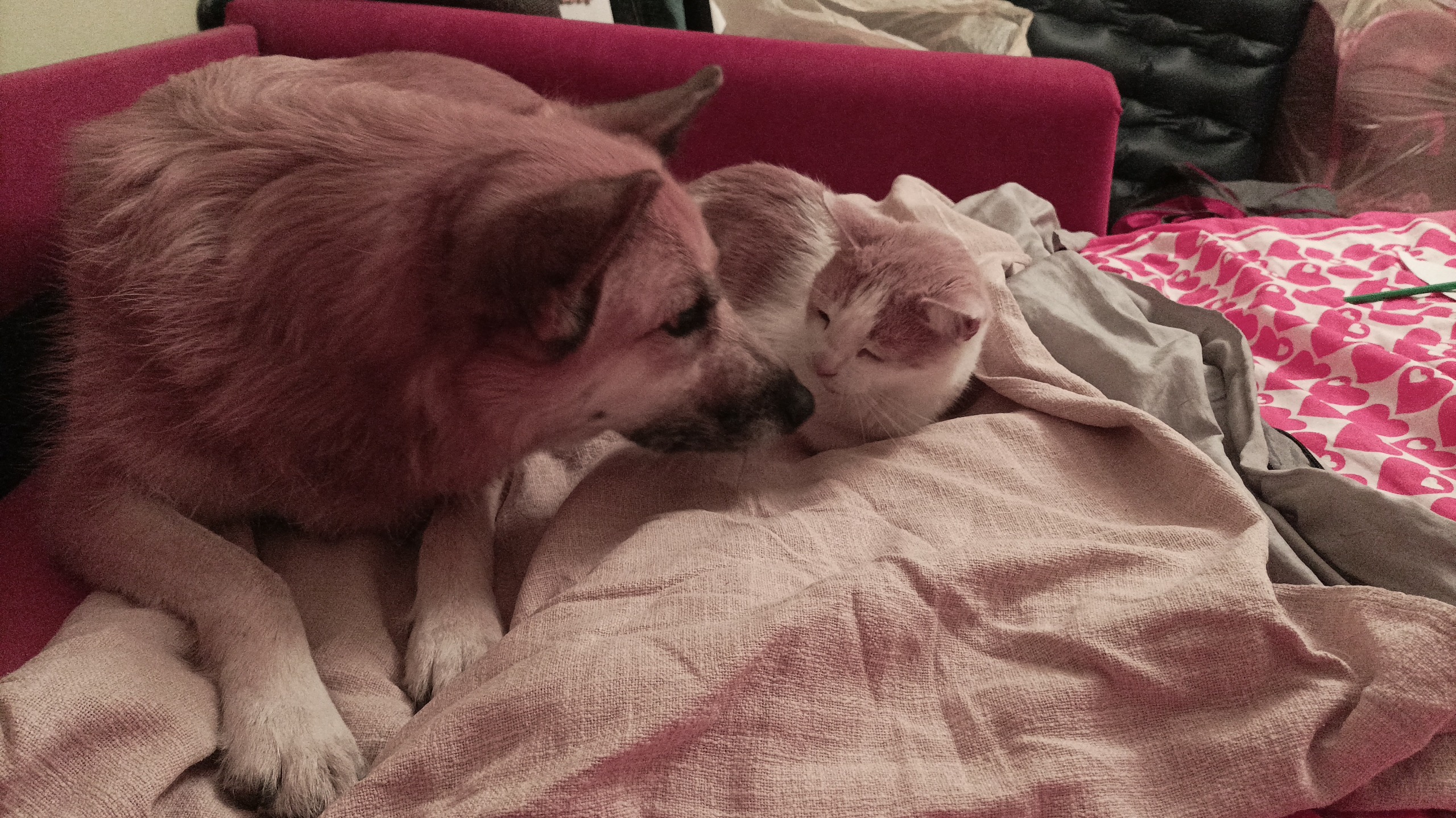 Is my brother adopted Blank Meme Template