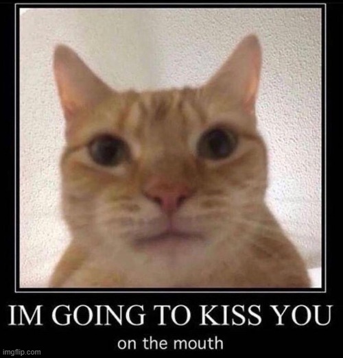 cat be staring at my soul | image tagged in cat,stare,staring,lmao,kiss | made w/ Imgflip meme maker
