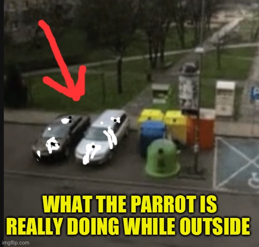 WHAT THE PARROT IS REALLY DOING WHILE OUTSIDE | made w/ Imgflip meme maker