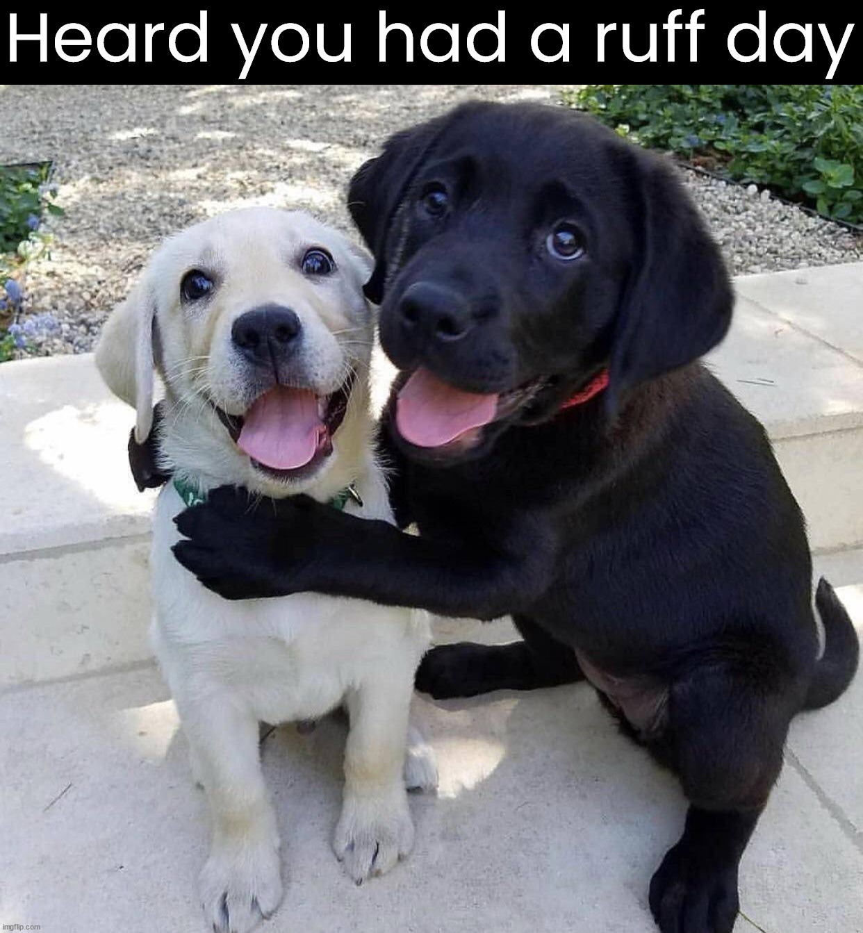 Heard you had a ruff day | image tagged in dogs | made w/ Imgflip meme maker