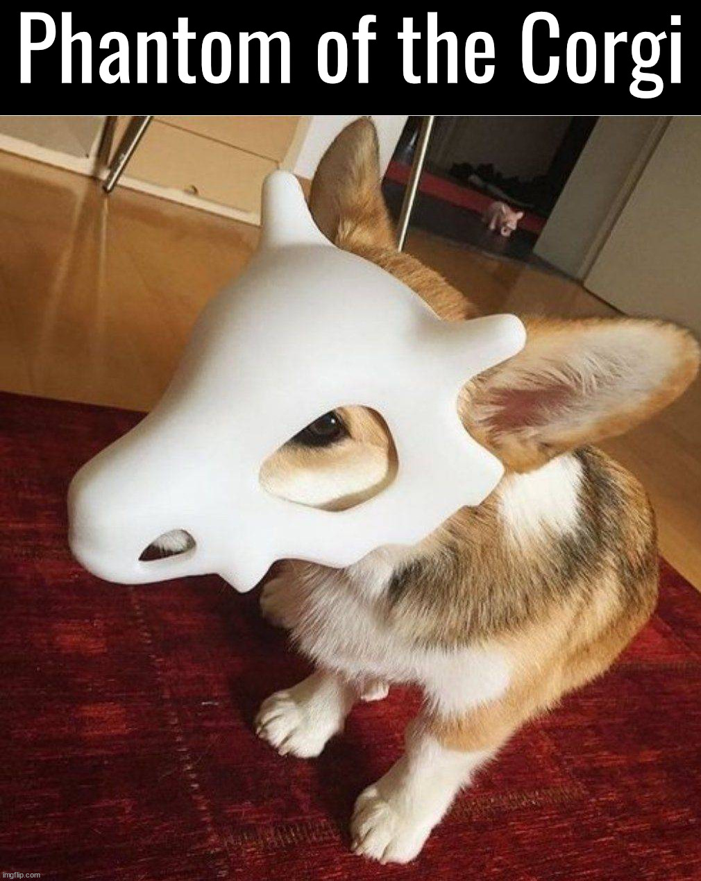 Phantom of the Corgi | image tagged in dogs | made w/ Imgflip meme maker