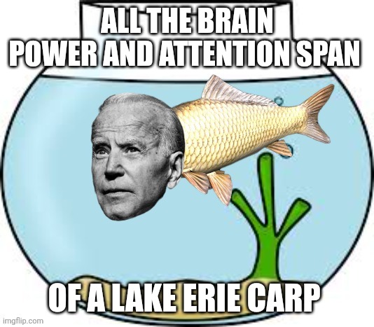 Joe biden | ALL THE BRAIN POWER AND ATTENTION SPAN; OF A LAKE ERIE CARP | image tagged in brains | made w/ Imgflip meme maker