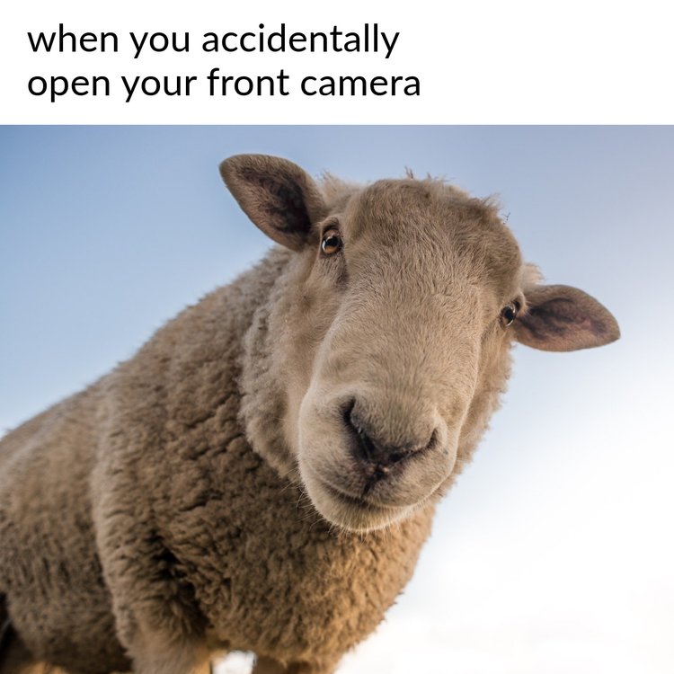 High Quality sheep Blank Meme Template