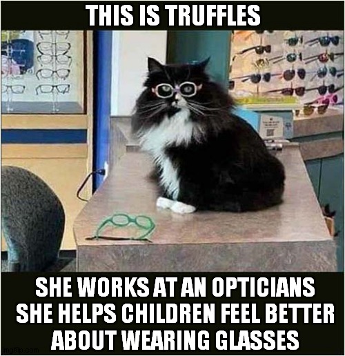 Cat Has An Important Job ! | THIS IS TRUFFLES; SHE WORKS AT AN OPTICIANS
SHE HELPS CHILDREN FEEL BETTER
ABOUT WEARING GLASSES | image tagged in cats,jobs,optician,glasses | made w/ Imgflip meme maker