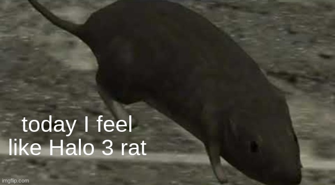 Rat | today I feel like Halo 3 rat | image tagged in halo 3 rat | made w/ Imgflip meme maker