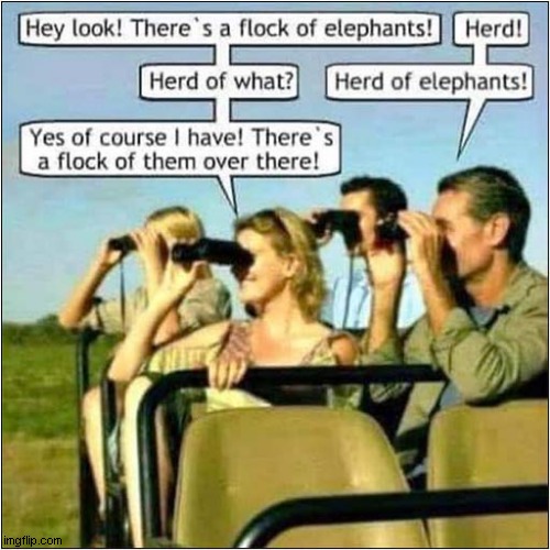 Safari Stupidity ! | image tagged in safari,elephants,stupidity | made w/ Imgflip meme maker