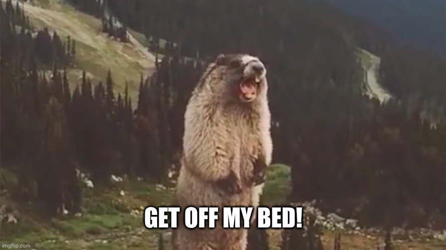 Screaming Marmot | GET OFF MY BED! | image tagged in screaming marmot | made w/ Imgflip meme maker