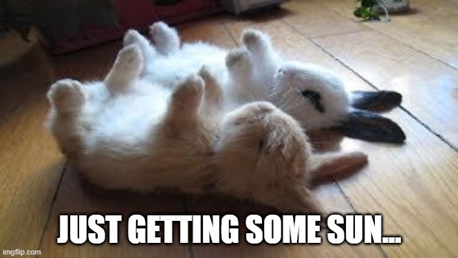 Tanning | JUST GETTING SOME SUN... | image tagged in bunnies | made w/ Imgflip meme maker