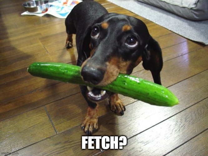 Fetch | FETCH? | image tagged in dogs | made w/ Imgflip meme maker