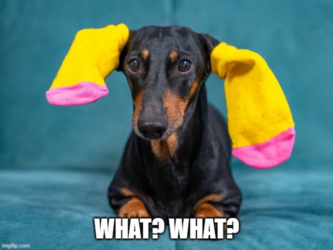Ears Muffs | WHAT? WHAT? | image tagged in funny dogs | made w/ Imgflip meme maker