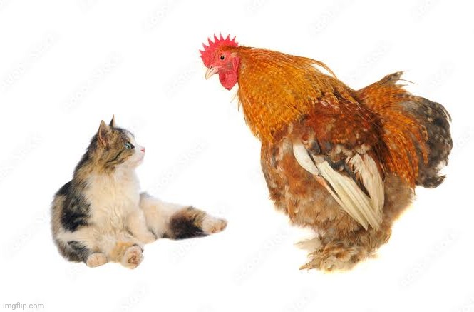 pussy and cock | image tagged in pussy,cock | made w/ Imgflip meme maker