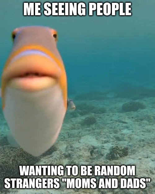 staring fish | ME SEEING PEOPLE WANTING TO BE RANDOM STRANGERS "MOMS AND DADS" | image tagged in staring fish | made w/ Imgflip meme maker