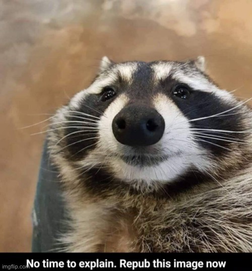 Raccoon | image tagged in repost | made w/ Imgflip meme maker