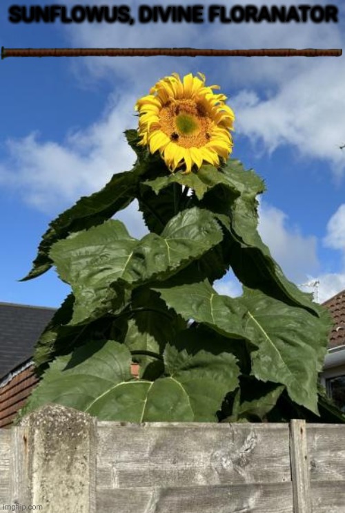Saw this sunflower in the news and it looks kinda humanoid sooooo | SUNFLOWUS, DIVINE FLORANATOR | made w/ Imgflip meme maker