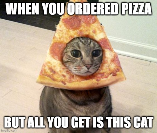 pizza cat | WHEN YOU ORDERED PIZZA; BUT ALL YOU GET IS THIS CAT | image tagged in pizza cat | made w/ Imgflip meme maker