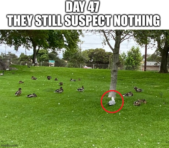 imposter sighting | DAY 47 
 THEY STILL SUSPECT NOTHING | image tagged in funny,seagull,ducks,they suspect nothing | made w/ Imgflip meme maker