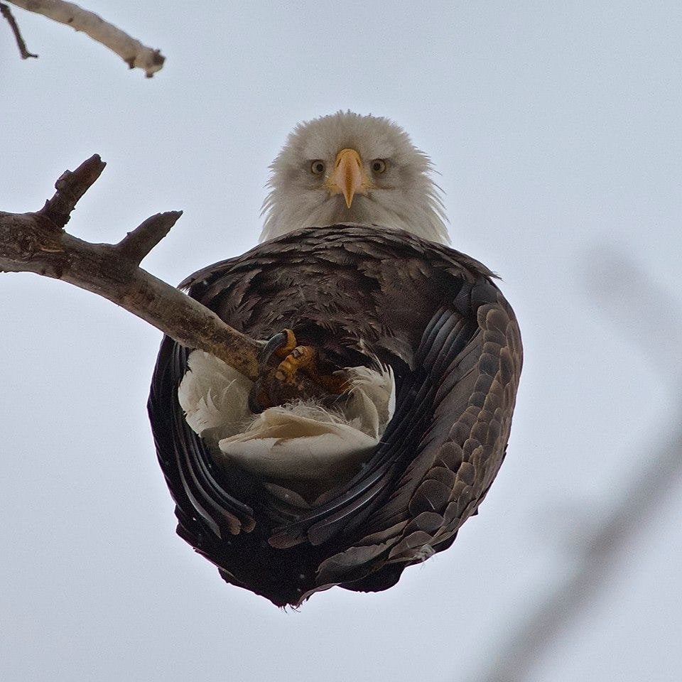 High Quality Eagle from below Blank Meme Template