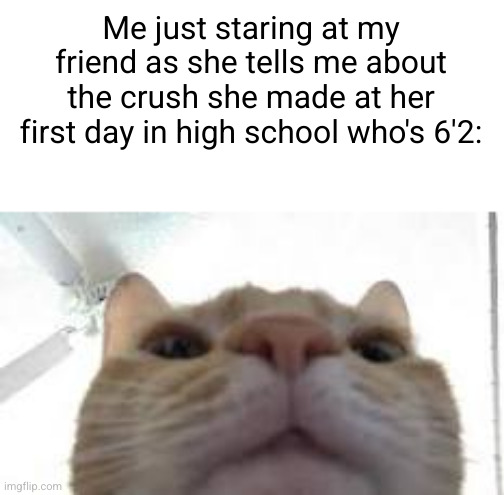 my honest Ong reaction | Me just staring at my friend as she tells me about the crush she made at her first day in high school who's 6'2: | image tagged in cat staring at camera,women,crush,boring | made w/ Imgflip meme maker