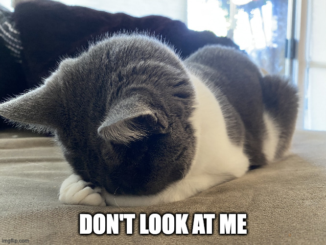 Embarrassed Cat | DON'T LOOK AT ME | image tagged in embarrassed cat | made w/ Imgflip meme maker