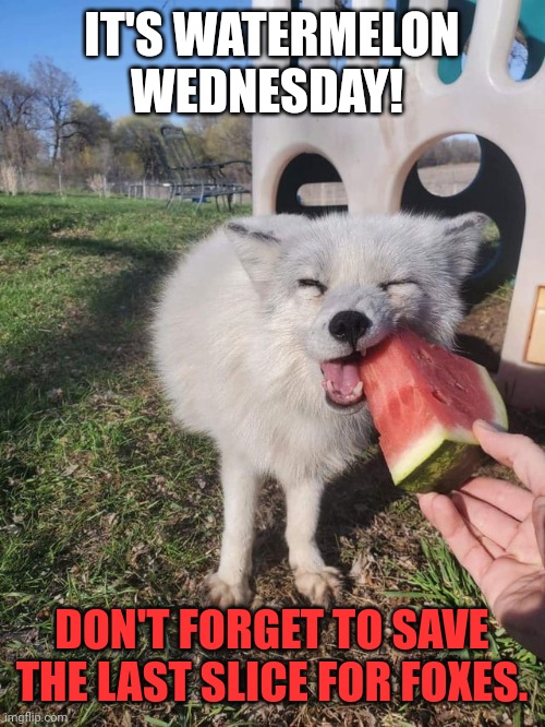 Foxes love watermelon on Wednesday | IT'S WATERMELON WEDNESDAY! DON'T FORGET TO SAVE THE LAST SLICE FOR FOXES. | image tagged in watermelon,wednesday | made w/ Imgflip meme maker