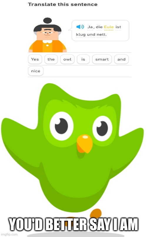 You'd better... | YOU'D BETTER SAY I AM | image tagged in duolingo owl | made w/ Imgflip meme maker