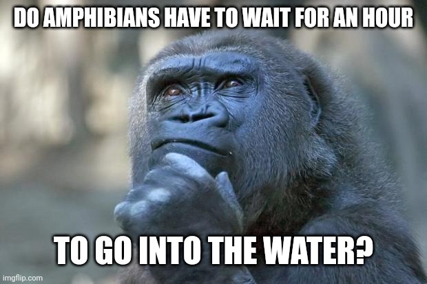 that is the question | DO AMPHIBIANS HAVE TO WAIT FOR AN HOUR; TO GO INTO THE WATER? | image tagged in that is the question | made w/ Imgflip meme maker