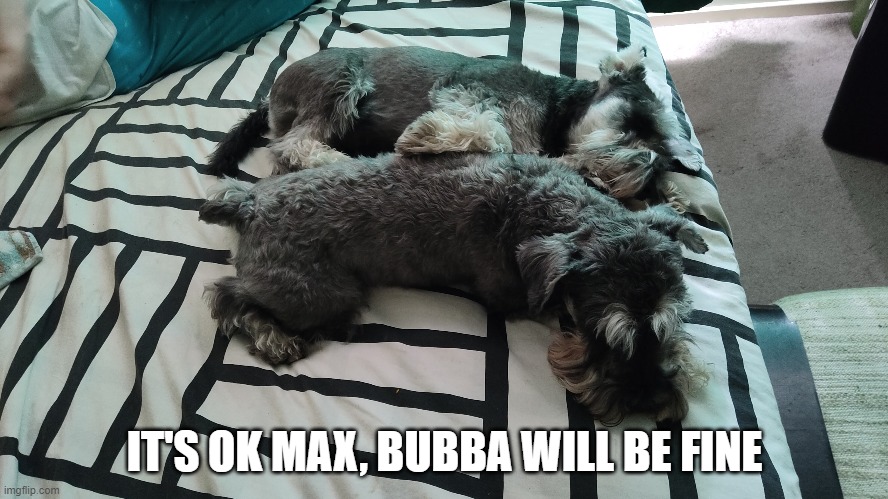 Bubba will be fine | IT'S OK MAX, BUBBA WILL BE FINE | image tagged in dogs,karens | made w/ Imgflip meme maker