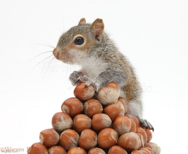 Gray Squirrel with pile of nuts | image tagged in gray squirrel with pile of nuts | made w/ Imgflip meme maker