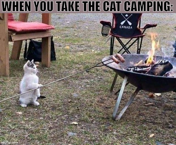 THEY ONLY CARE ABOUT WHAT'S COOKING | WHEN YOU TAKE THE CAT CAMPING: | image tagged in cats,funny cats,camping | made w/ Imgflip meme maker