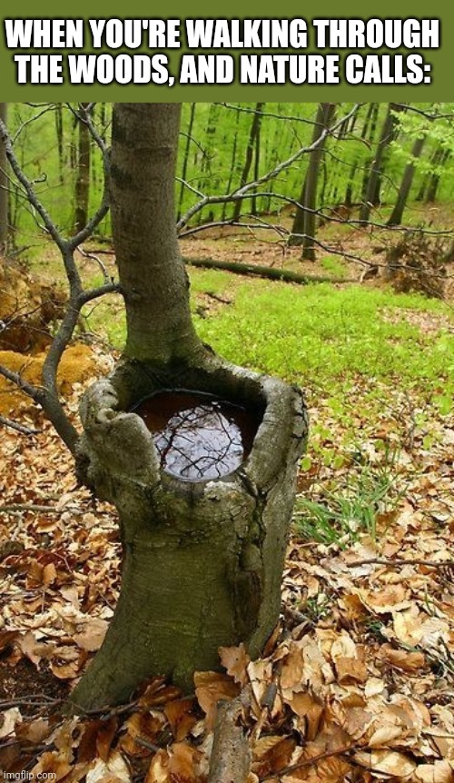 TREE TOILET | WHEN YOU'RE WALKING THROUGH THE WOODS, AND NATURE CALLS: | image tagged in trees,forest,woods,toilet | made w/ Imgflip meme maker
