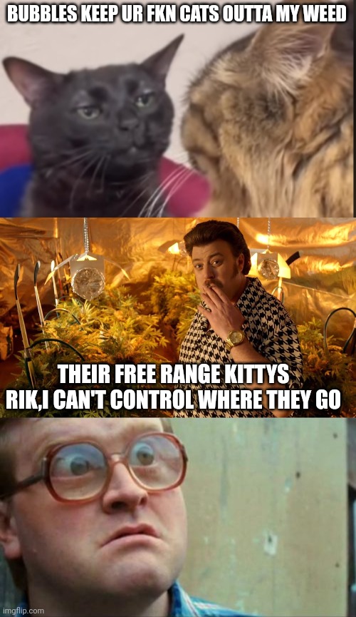 BUBBLES KEEP UR FKN CATS OUTTA MY WEED; THEIR FREE RANGE KITTYS RIK,I CAN'T CONTROL WHERE THEY GO | image tagged in black cat zoning out,trailer park boys weed,bubbles | made w/ Imgflip meme maker