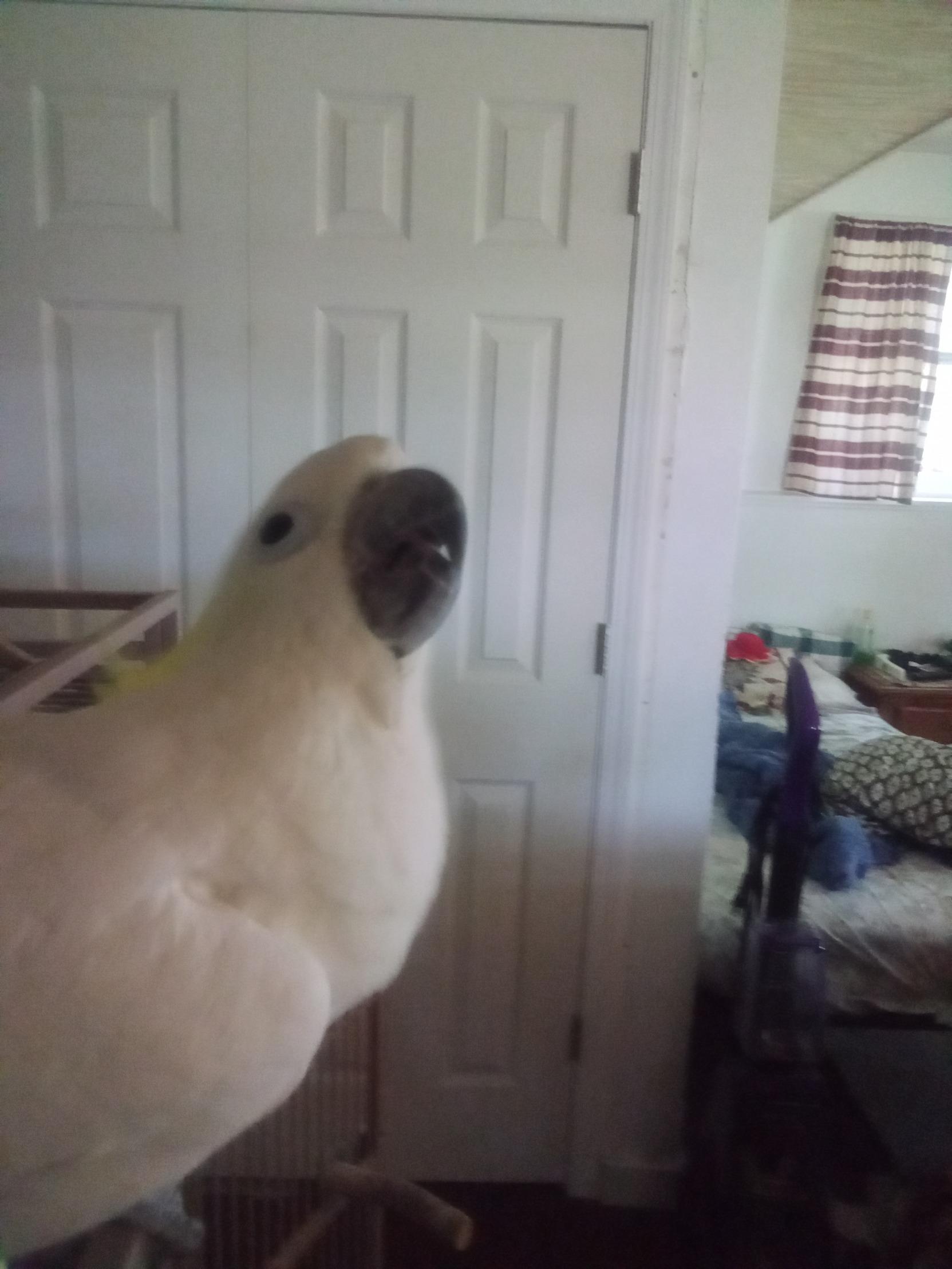 Moxxie the cockatoo concerned Blank Meme Template