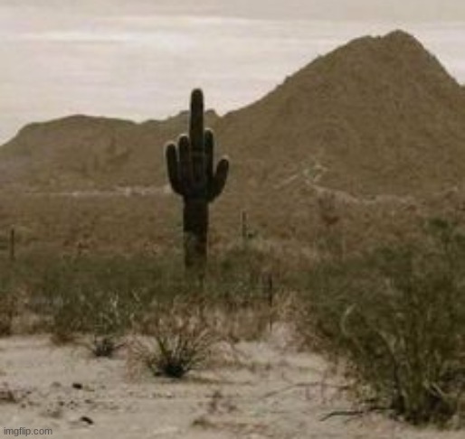 Cactus middle finger | image tagged in cactus middle finger | made w/ Imgflip meme maker