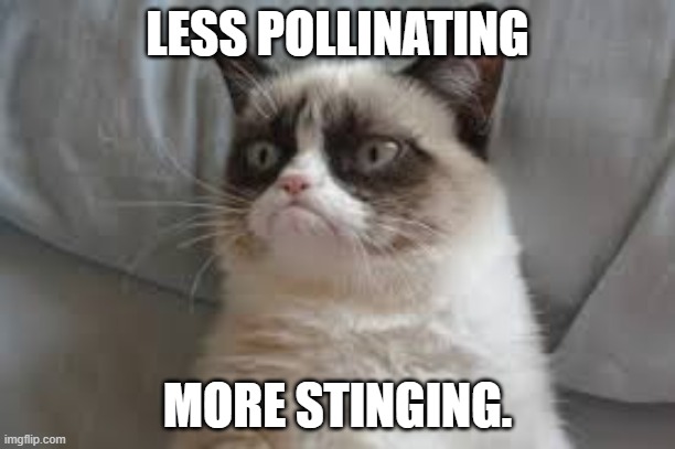 anyone who has the grumpy cat no-it-all book will understand | LESS POLLINATING; MORE STINGING. | image tagged in grumpy cat | made w/ Imgflip meme maker