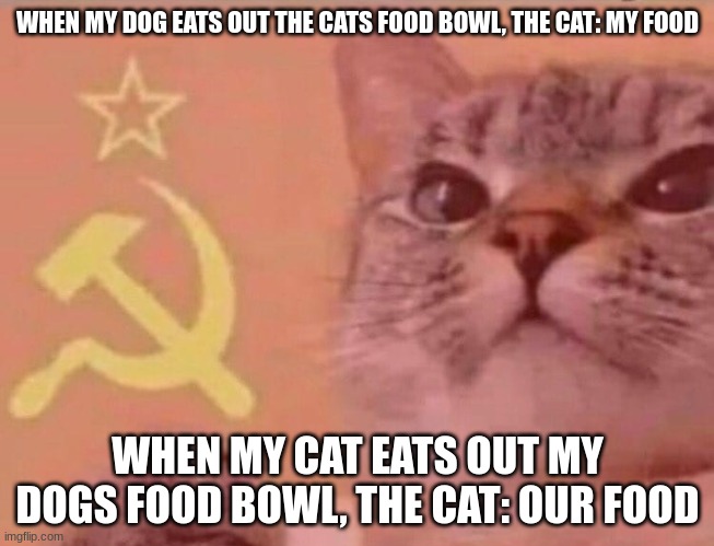 bro this is so true | WHEN MY DOG EATS OUT THE CATS FOOD BOWL, THE CAT: MY FOOD; WHEN MY CAT EATS OUT MY DOGS FOOD BOWL, THE CAT: OUR FOOD | image tagged in communist cat,funny,why are you reading the tags,memes | made w/ Imgflip meme maker