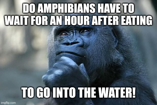 Deep Thoughts | DO AMPHIBIANS HAVE TO WAIT FOR AN HOUR AFTER EATING; TO GO INTO THE WATER! | image tagged in deep thoughts | made w/ Imgflip meme maker