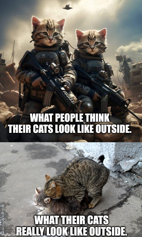 WHAT PEOPLE THINK THEIR CATS LOOK LIKE OUTSIDE. WHAT THEIR CATS REALLY LOOK LIKE OUTSIDE. | image tagged in cat fighter cat lovers | made w/ Imgflip meme maker