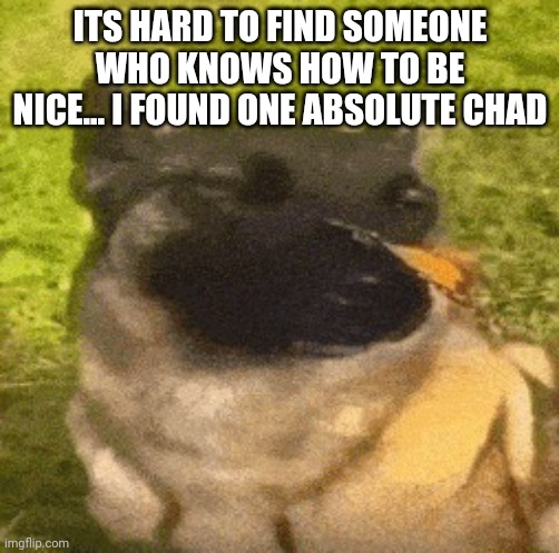 dog with butterfly | ITS HARD TO FIND SOMEONE WHO KNOWS HOW TO BE NICE... I FOUND ONE ABSOLUTE CHAD | image tagged in dog with butterfly | made w/ Imgflip meme maker