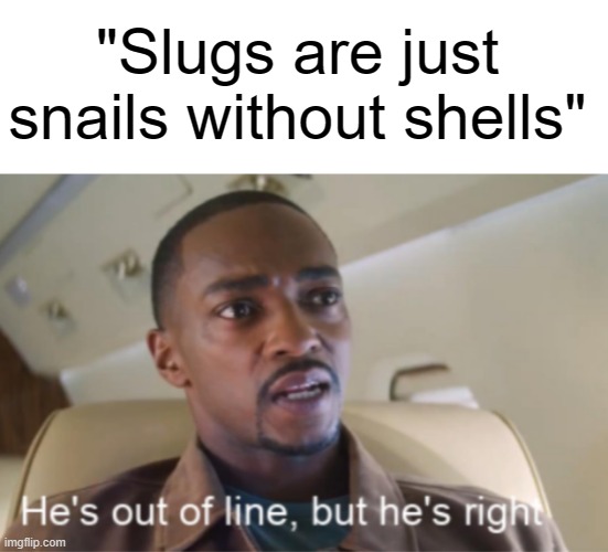 "Slugs are just snails without shells" | image tagged in text box,he's out of line but he's right isolated,funny,memes,fun,funny memes | made w/ Imgflip meme maker