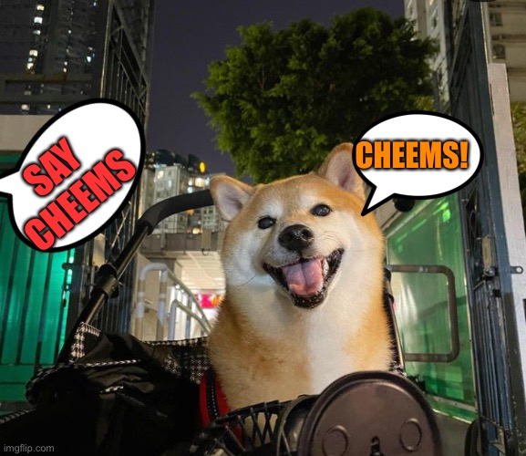 Cheems | CHEEMS! SAY CHEEMS | image tagged in cheems | made w/ Imgflip meme maker