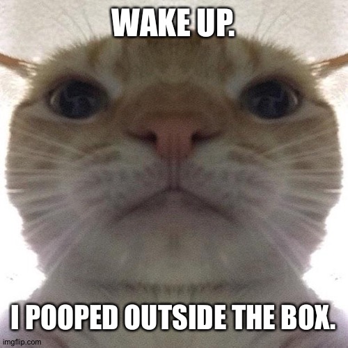 ? | WAKE UP. I POOPED OUTSIDE THE BOX. | image tagged in staring cat/gusic | made w/ Imgflip meme maker