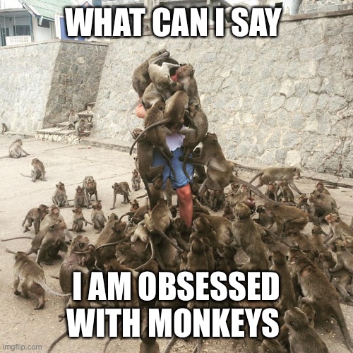 Monkey Swarm | WHAT CAN I SAY; I AM OBSESSED WITH MONKEYS | image tagged in monkey swarm | made w/ Imgflip meme maker