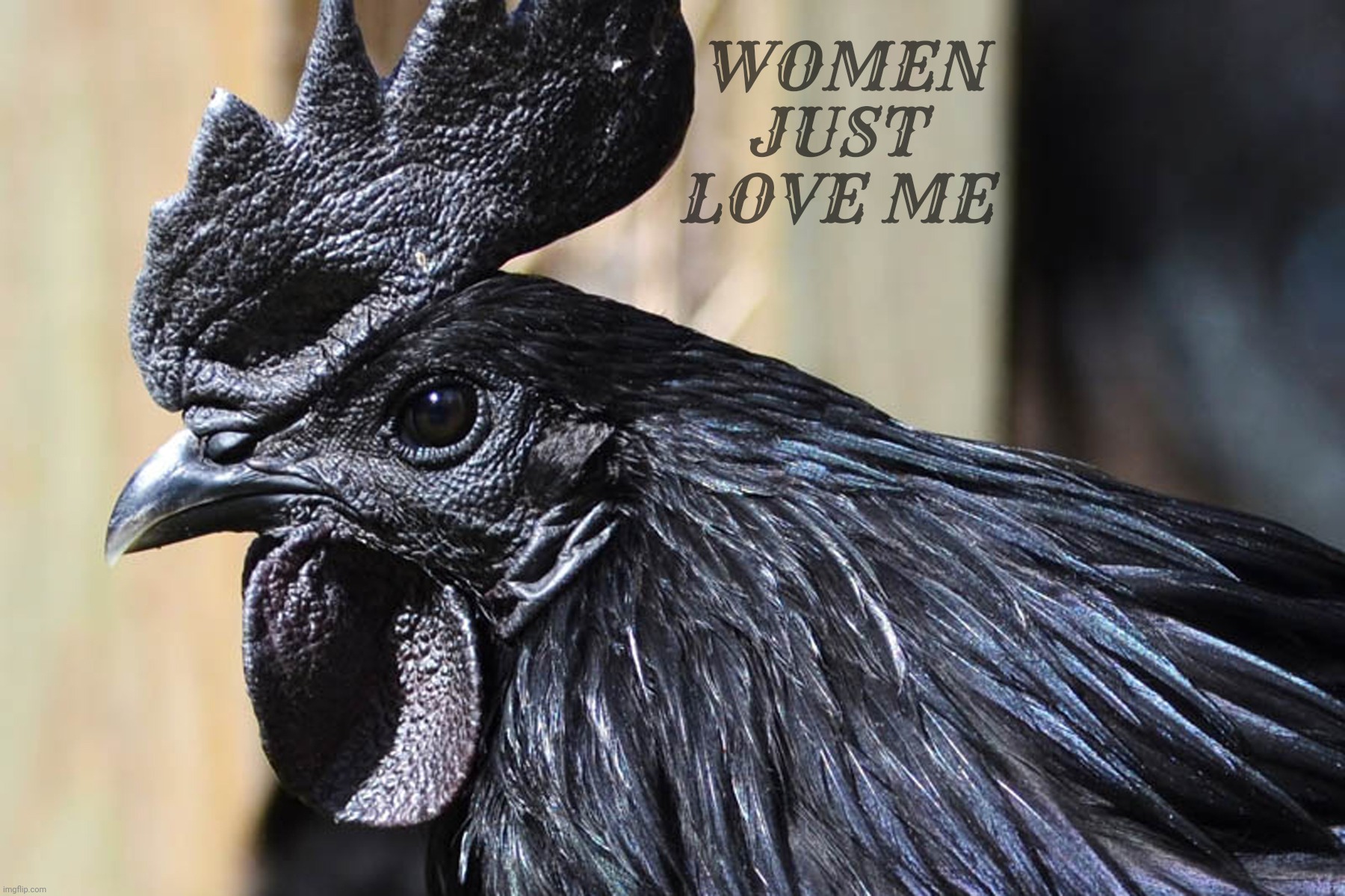 Ayam Cemani, finger lickin' good! because again it's NSFW WEEK™ NOW IMPROVED WITH VULGARITY an AndewFinlayson event | WOMEN JUST LOVE ME | image tagged in ayam cemani,indonesian all black chicken,rooster,big black cock,bbc,nsfw week | made w/ Imgflip meme maker