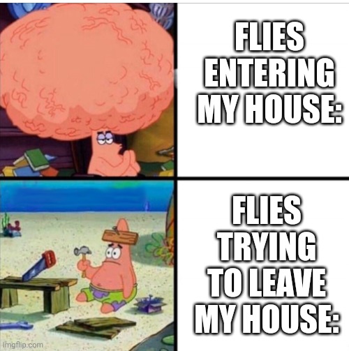 Why and how | FLIES ENTERING MY HOUSE:; FLIES TRYING TO LEAVE MY HOUSE: | image tagged in smart and dumb patrick,flies,oh wow are you actually reading these tags | made w/ Imgflip meme maker
