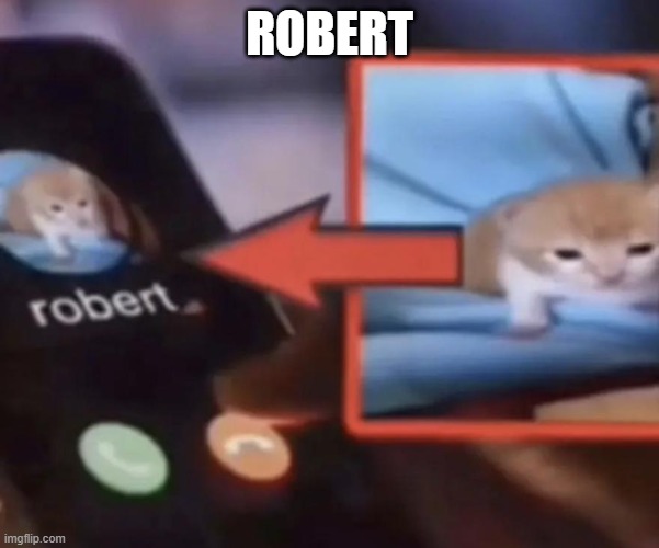 robert | ROBERT | image tagged in cat | made w/ Imgflip meme maker