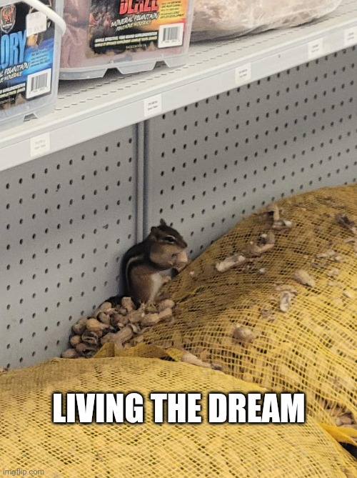 Chipmonk | LIVING THE DREAM | image tagged in living the dream,chipmonk,squirrel,peanuts | made w/ Imgflip meme maker