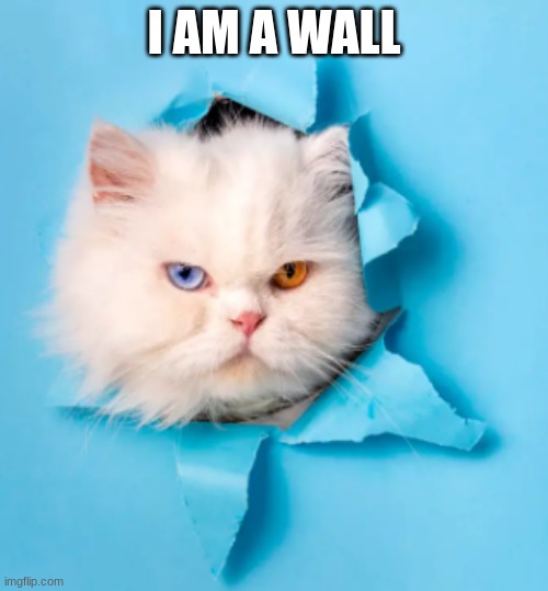 I am a wall | I AM A WALL | image tagged in cat,funny,funny meme,memes,funny memes | made w/ Imgflip meme maker