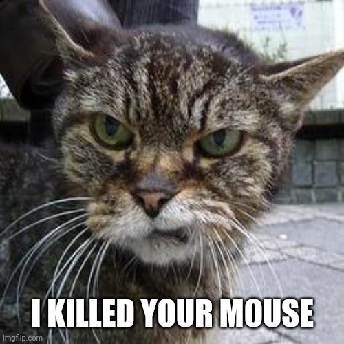 Angry Cat | I KILLED YOUR MOUSE | image tagged in angry cat | made w/ Imgflip meme maker