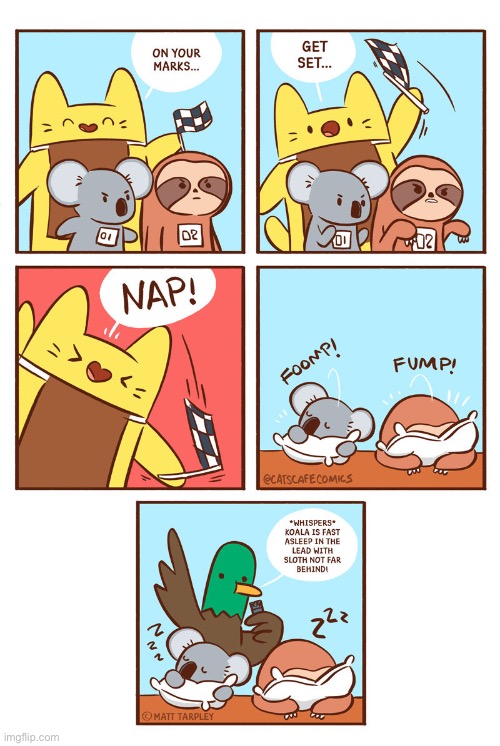 Nap-athon | image tagged in cat,duck,koala,sloth | made w/ Imgflip meme maker